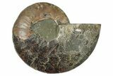 Cut & Polished Ammonite Fossil (Half) - Madagascar #345644-1